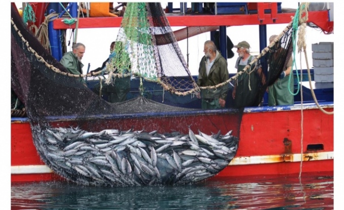 Karadeniz de Palamut Fiyatları Düştü. Balıkçılrı Bekleyen Sorun Ortaya Çıktı