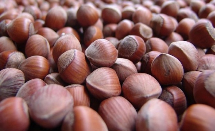 İKİ AYDA 28 BİN 900 TON FINDIK İHRAÇ EDİLDİ