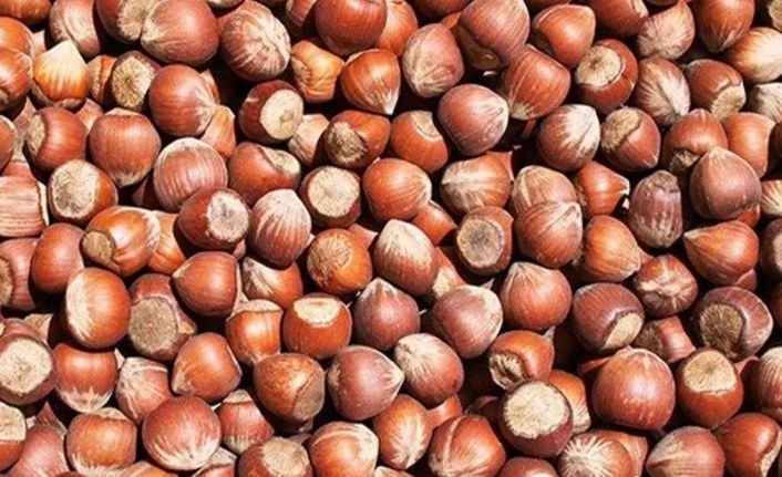 BUGÜN FINDIK FİYATLARI NE KADAR OLDU?