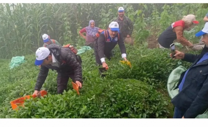 Kaymakam ve Başkan Çay Topladılar