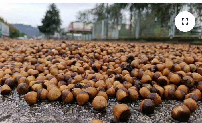 FINDIK FİYATLARI NE KADAR?