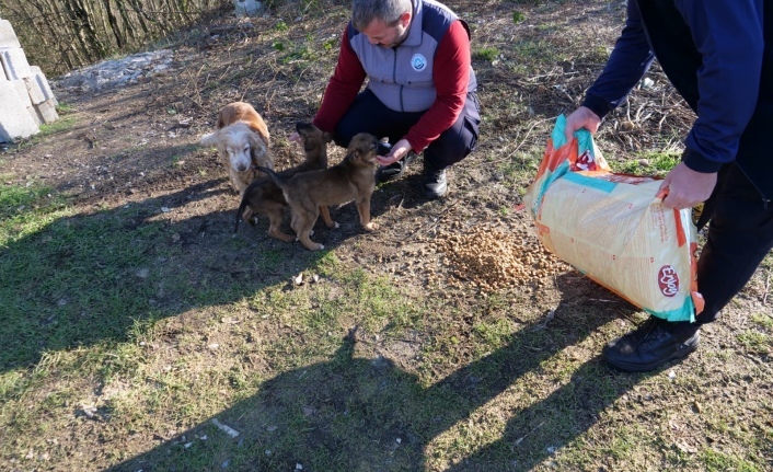 ORTAHİSAR BELEDİYESİ, SOĞUK KIŞ GÜNLERİNDE SOKAK HAYVANLARINI UNUTMADI