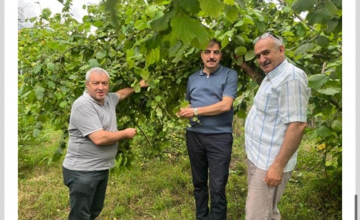 Trabzon ilinde Tarım ve Orman Bakanlığının Koordinasyonunda sahil, orta ve yüksek kesimlerde örnekleme yöntemi ile 13 Temmuz 2026' da fındıkta tahmini rekolte çalışmalarına başlanıldı.