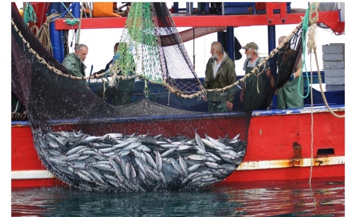 Karadeniz de Palamut Fiyatları Düştü. Balıkçılrı Bekleyen Sorun Ortaya Çıktı